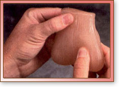 Modelo de Examen Testicular