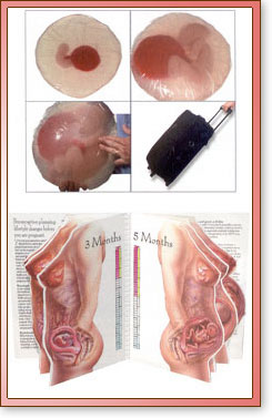 Set de Educación Prenatal “La Vida en el Útero”